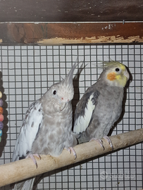 Ultima coppia di calopsiti