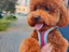 Immagine 6
