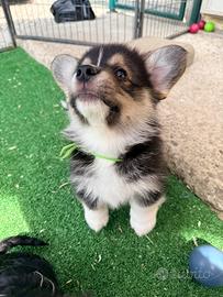Cucciolo Welsh Corgi Pembroke