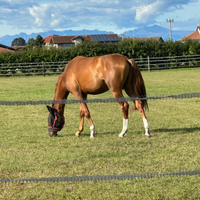 Cavallo da Dressage