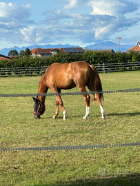 Cavallo da Dressage