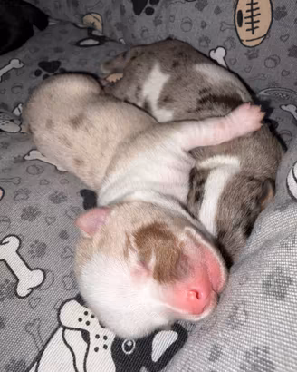 Chihuahua