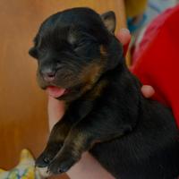 Cucciola di rottweiler