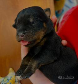 Cucciola di rottweiler