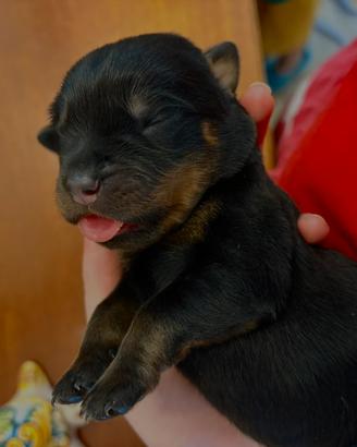 Cucciola di rottweiler