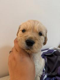 Cuccioli Golden Retriever