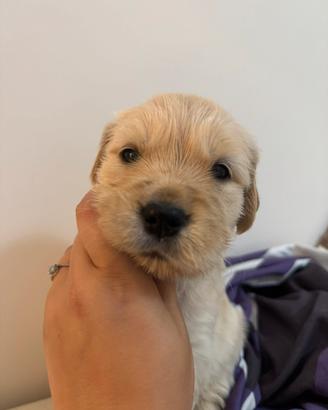 Cuccioli Golden Retriever