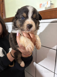 Cuccioli Australian Shepherd/Pastore Australiano