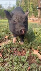 Mini pig - incrocio vietnamita, 2 anni