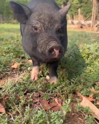 Mini pig - incrocio vietnamita, 2 anni