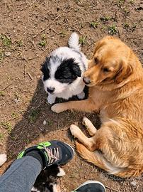 Cucciolo maschio due mesi