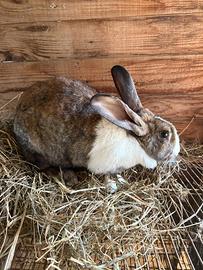 Coniglio