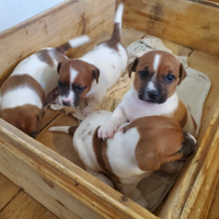 Cuccioli jack russel con pedigree