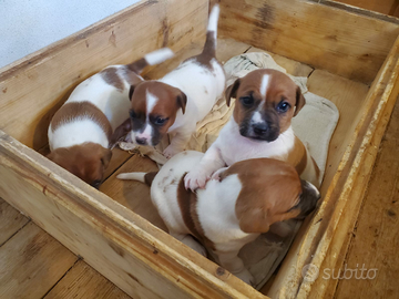 Cuccioli jack russel con pedigree