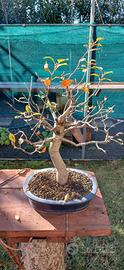 bonsai melo