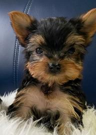 Yorkshire femmina taglia molto piccola