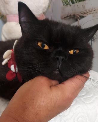 British Shorthair Lori