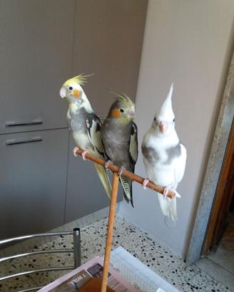 Pappagalli allevati a mano