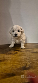 Maltipoo