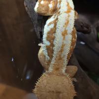 Geco ciliatus