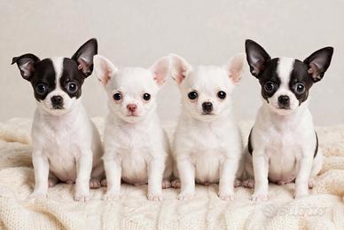Chihuahua pelo corto di 3 mesi