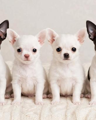 Chihuahua pelo corto di 3 mesi