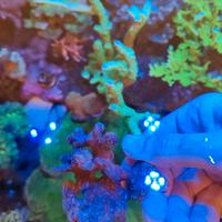 Corallo pavona cactus viola