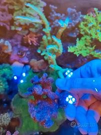 Corallo pavona cactus viola