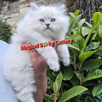 Cuccioli gatto siberiano PEDIGREE ALLEVAMENTO Wcf