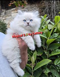 Cuccioli gatto siberiano PEDIGREE ALLEVAMENTO Wcf