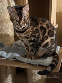 Gatto bengala