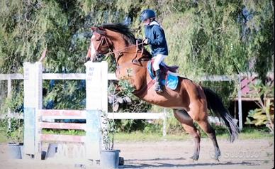 Pony da salto ostacoli