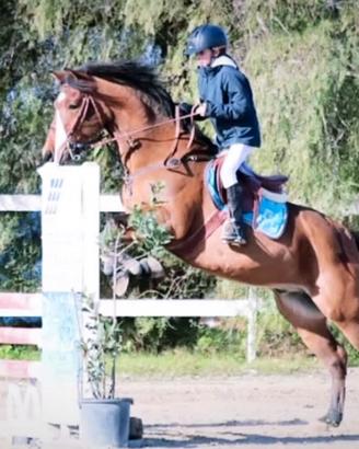 Pony da salto ostacoli