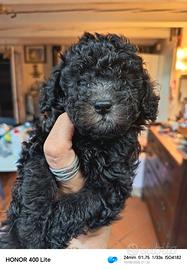Cuccioli di barboncino