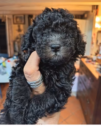 Cuccioli di barboncino