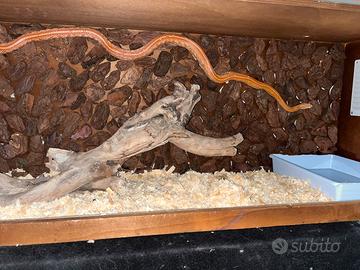 Serpente del grano arancione