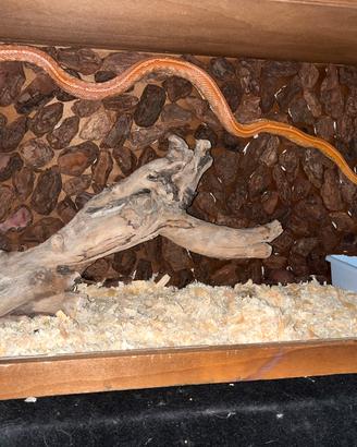 Serpente del grano arancione