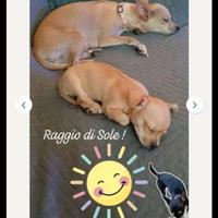 Cucciola di Chihuahua