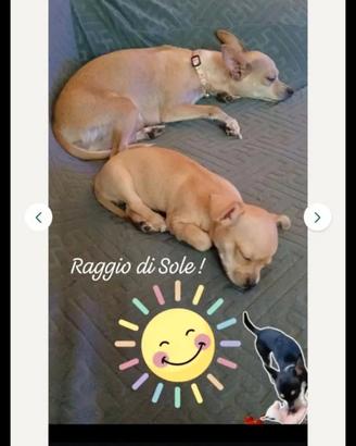 Chihuahua fratello e sorella