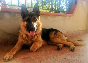 Cuccioli di Pastore Tedesco razza pura