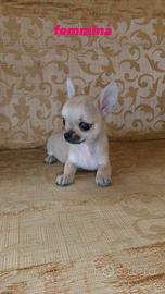 Chihuahua Toy Mini