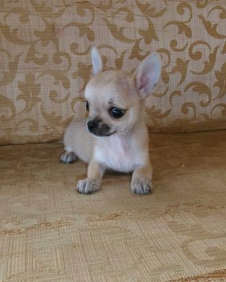 Chihuahua Toy Mini