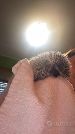 Cucciolo di riccio