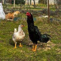 Coppia di combattenti