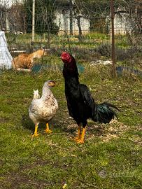 Coppia di combattenti