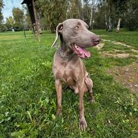 Weimaraner per monta