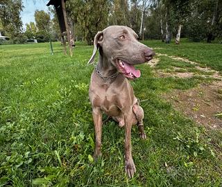 Weimaraner per monta