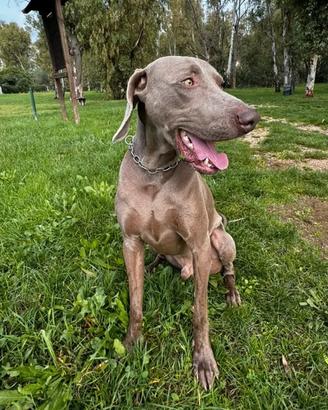 Weimaraner per monta