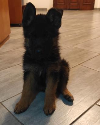 KIRA, CUCCIOLA PASTORE TEDESCO, SANGUE DI CAMPIONI