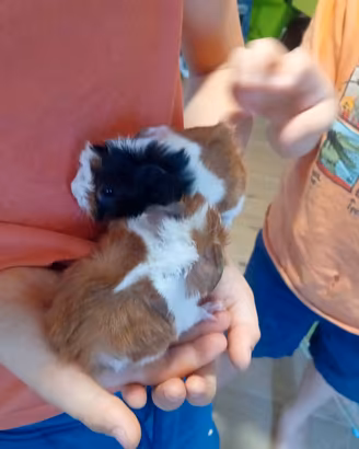 Cuccioli di porcellini d'india